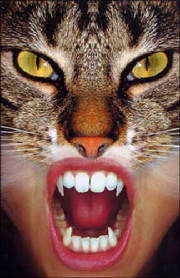 catpooka.jpg